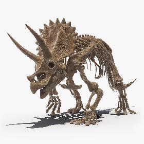 Triceratops Fossil Walking Pose 3D model